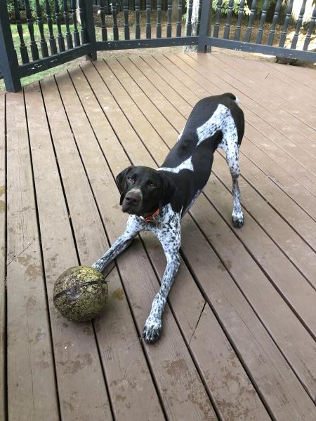 /images/uploads/southeast german shorthaired pointer rescue/segspcalendarcontest2019/entries/11391thumb.jpg